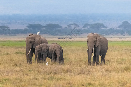 在非洲大象热带草原和大象花粉上图片