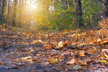 秋天的森林景观在阳光明媚的日子与枫叶背景图片