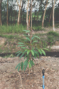 榴莲幼苗或树苗榴莲是泰国的水果之王图片