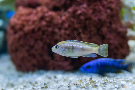 水族馆里的慈鲷或慈鲷科蓝色热带鱼蓝色热带鱼慈鲷科的马拉维特有的非洲慈鲷五颜六色的蓝色热带cichild鱼特写蓝背景图片