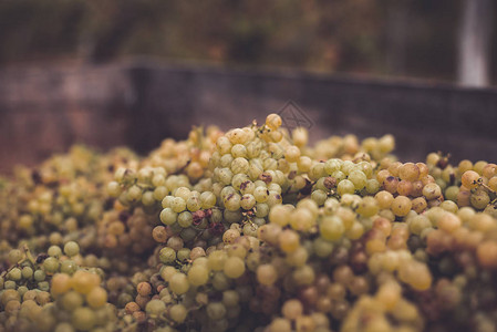 绿藤葡萄用于在收割箱中酿酒的葡萄匈牙利秋季葡萄园葡萄图片