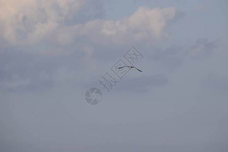 海鸥在蓝天上飞翔在海面上图片