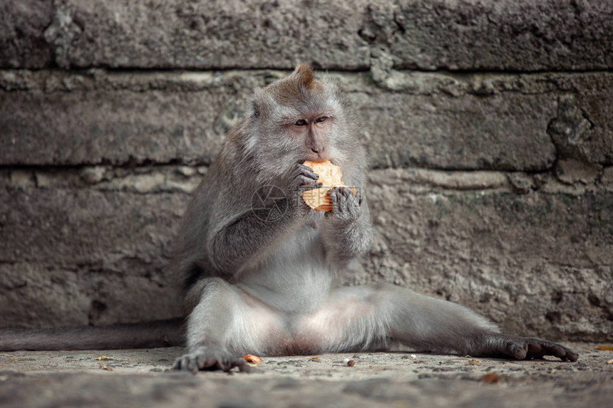 吃芒果的母猕猴乌布巴厘岛图片