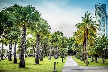 泰国巴塔亚Pattaya有高山棕榈树和现代建图片
