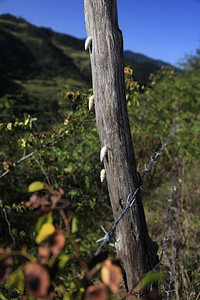 春天美丽的绿色景和土耳其东北部农村地区背景图片