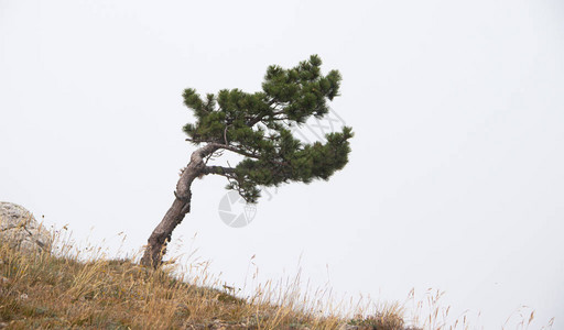 高山树木雾中山顶上的树木松树矮图片