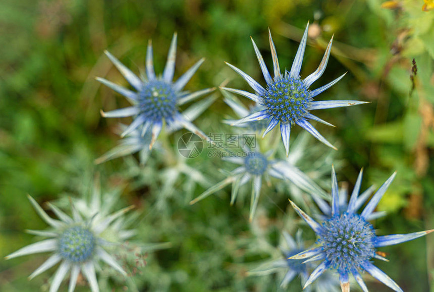 地中海冬青植物高比利牛斯山的花在西班牙植物学名刺参是一种开花植物图片