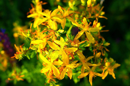 野外的黄色花朵背景日落中盛开的黄色花朵图片