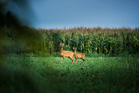 母鹿和小鹿在草地上图片