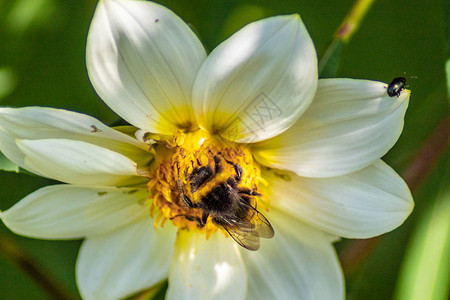 一只蜜蜂在一只小甲虫的监督下从白背景图片