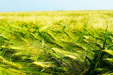 绿色小麦在风中摇摆从小麦图片