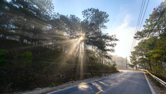 太阳光线透过松林路雾蒙的早晨照下来图片