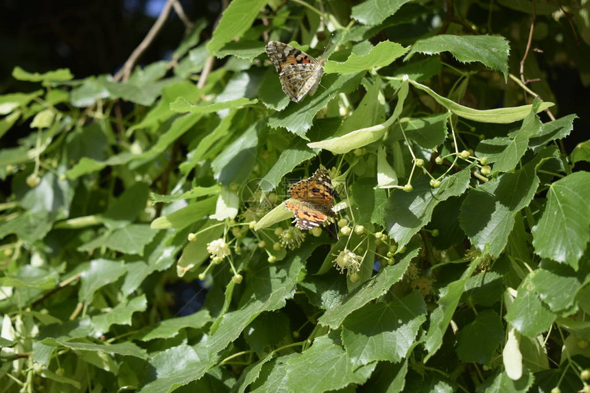 单一入侵物种植物蛱蝶的特写图片