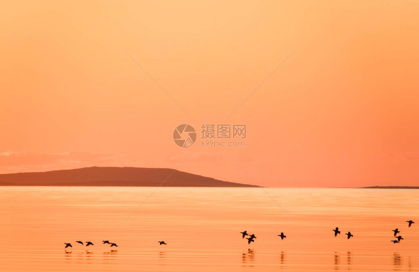 水面上的野鸭图片