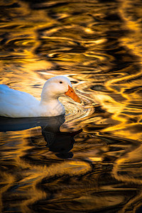 金水反射稀有白鸭自然鸟类图片
