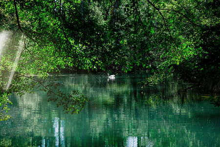 在平静的河湖上美丽的优雅天鹅从法国图片