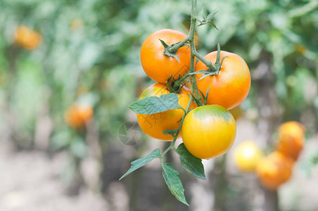 一群熟的黄西红柿在蔬菜图片