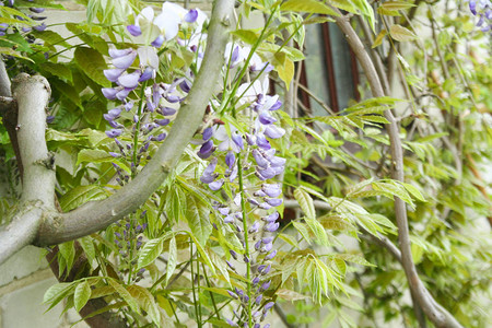 波兰花园中开花紫藤的一个分支图片