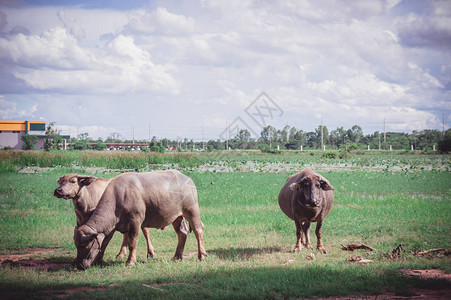 水牛在草地动物生命图片