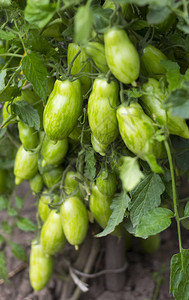 一群绿番茄长种在布什家图片