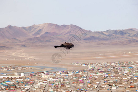 美国褐秃鹰飞越蒙戈利亚山上空概念自由壁纸复制空间文字图片