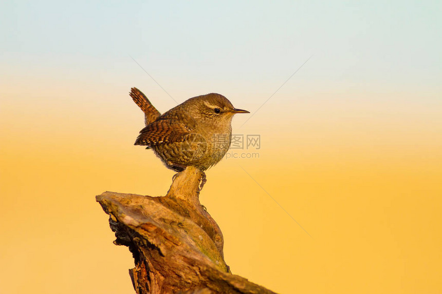 可爱的小鸟黄色的自然背景鸟类欧亚特图片