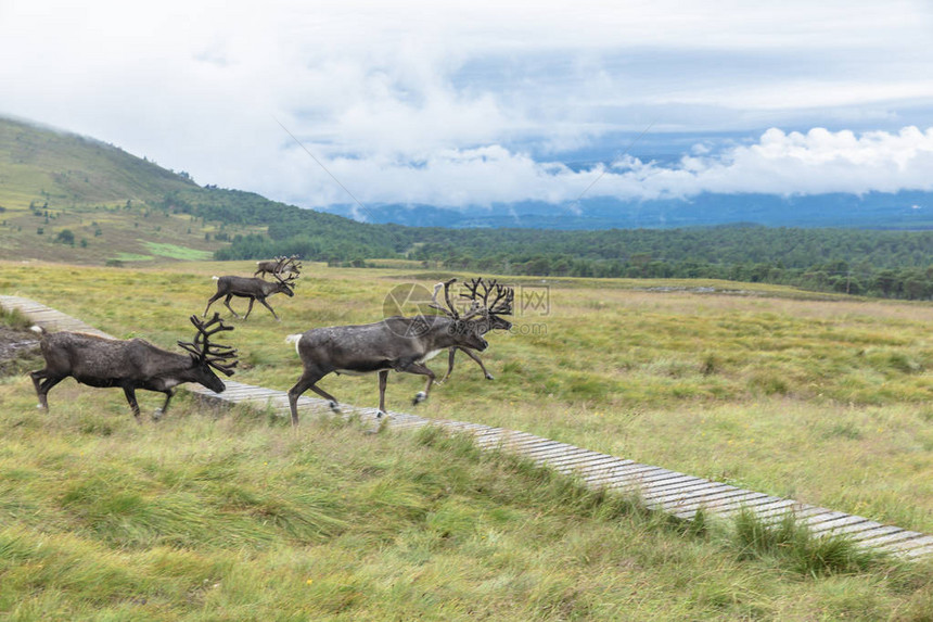 Cairngorm驯鹿畜牧是苏格兰Cairngorm山脉中自图片