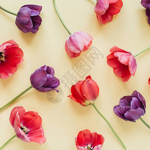 画面背景的多彩郁金香花朵背景图片