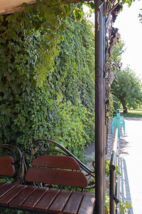 在绿色灌木的背景上伪造长凳和栅栏从绿色植物的背景树篱图片
