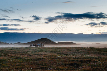 冰岛的薄雾日落田野和图片
