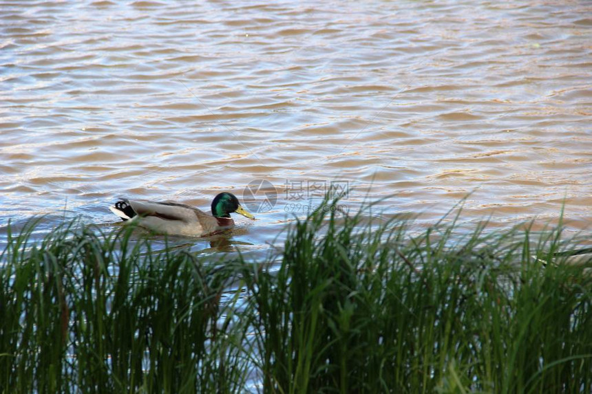 河上漂浮着的一只野鸭从河岸看绿色草地有图片