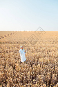 从事谷物试验实地跟踪数据研究的农业科学家图片
