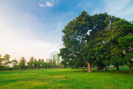 绿色城市公园树木日落图片