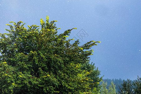 阳光下落的树叶上雨图片