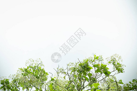 以自然植物景观生态壁纸概念为背景的自然景观绿叶和花的特写与清澈的蓝图片