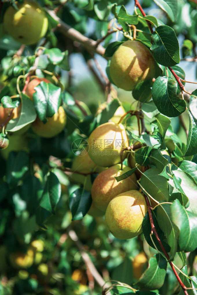 有苹果的苹果树花园中的有机天然水果图片