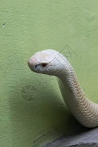 一个白色眼镜蛇在动物园图片