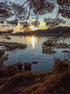 松树是在海滩湖泊海洋和海洋附近非常见的树木这是河边日落时的图片