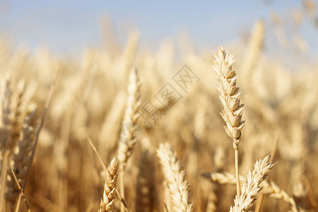 小麦或大麦的图片