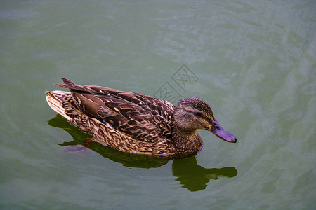 女野鸭在清洁水中反图片