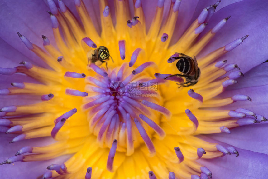 穿紫色莲花的蜜蜂在图片