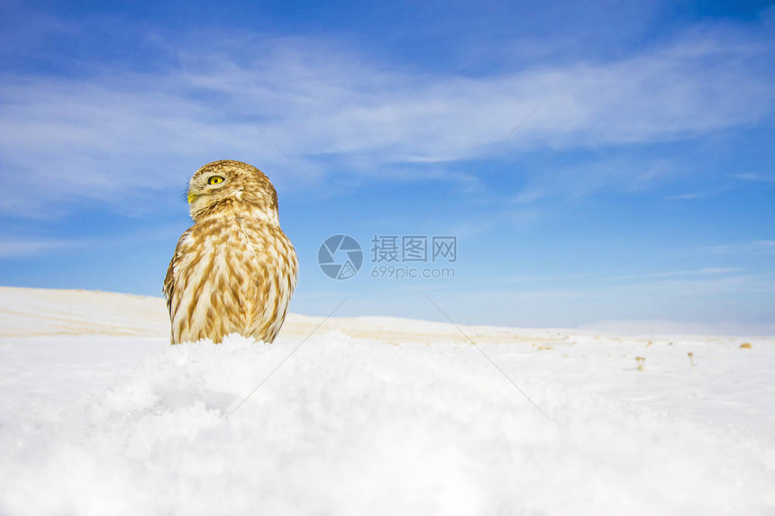 可爱的小猫头鹰和冬天的场景观野生动物摄影普通猫头鹰图片