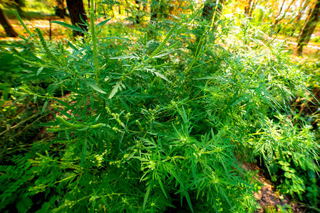 青草灌木亚麻黄杆菌导致夏季和秋天过敏安眠素是一种危险的杂草图片