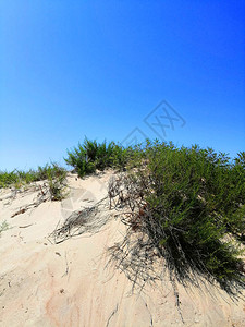 在沙丘上和天空之上的绿树丛阳图片