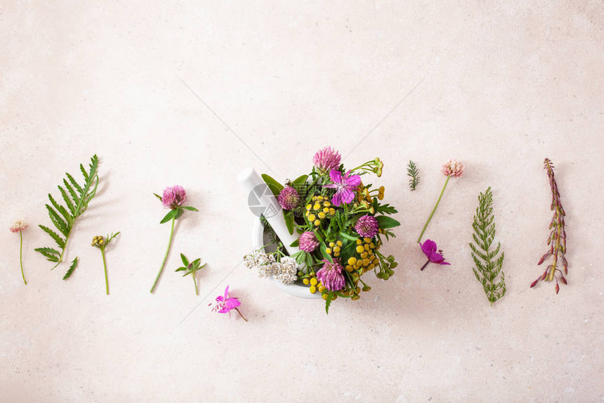 砂浆中的药用花卉草药三叶草三叶草艾菊rosebay图片