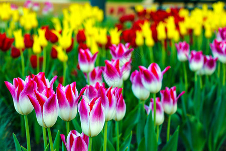 郁金香花园中郁金香模糊的春天背景中盛图片