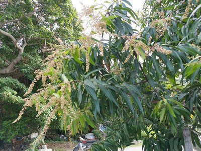 amrapali芒果树的年轻花果背景图片
