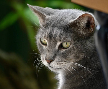 弗罗里达州基韦斯特海明威猫的一图片