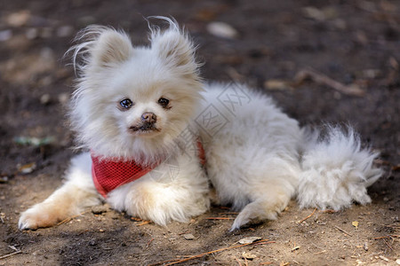 成年白人女Pomeranian图片