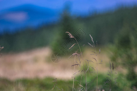 夏季山区小麦草特写图片